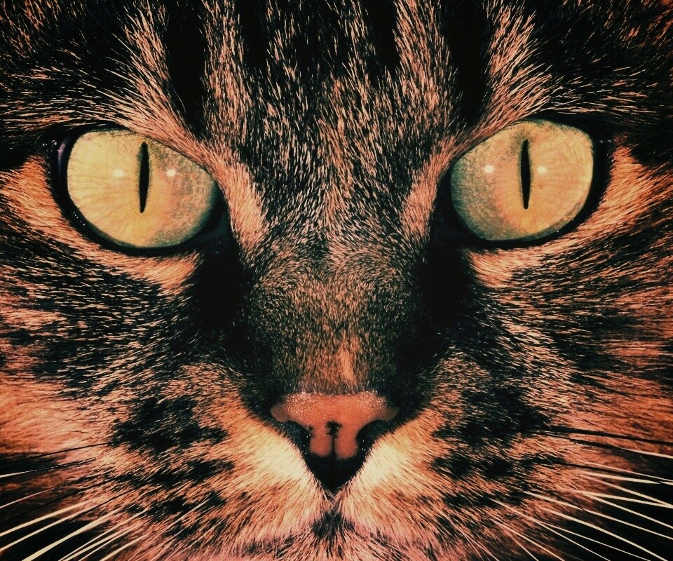 Кошачья морда обои