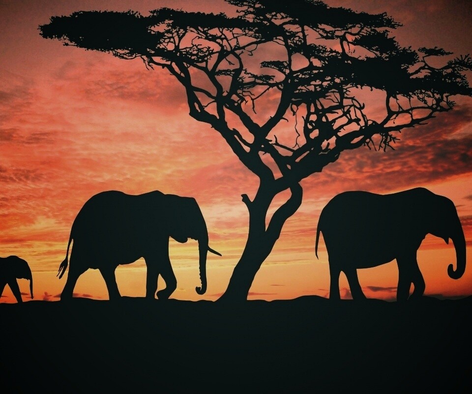 Силуэты слонов обои