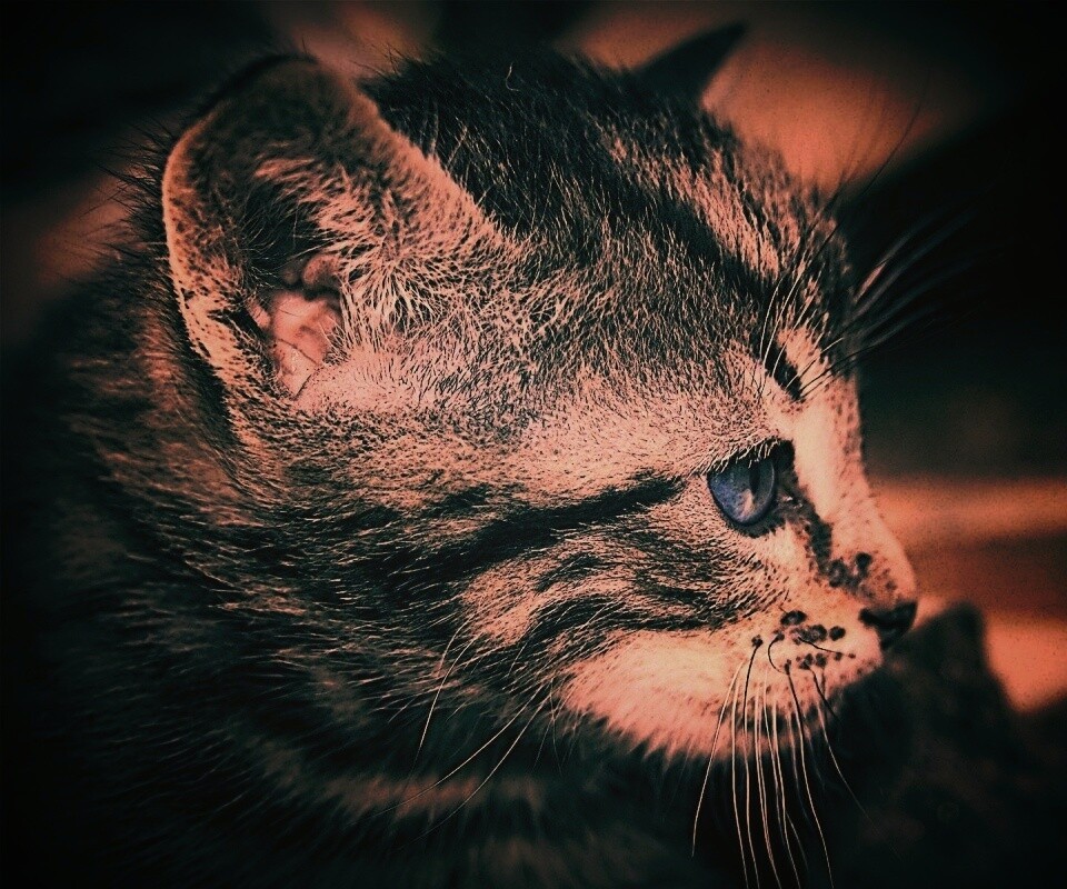 Котенок с голубыми глазами обои