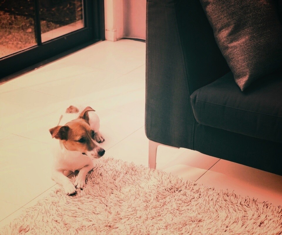 Собака обои