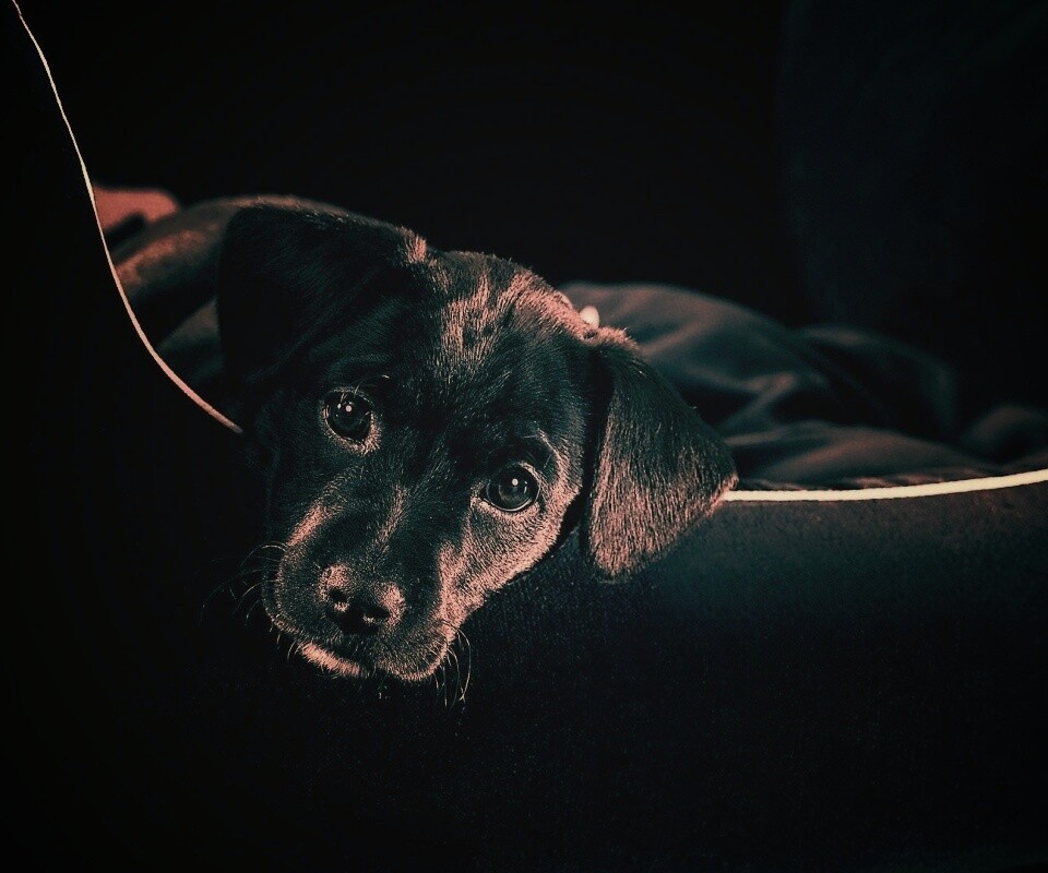 Собачка в сумке обои