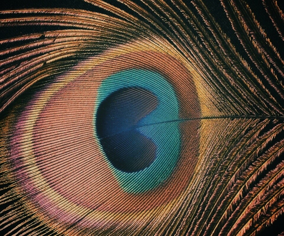 Перо павлина обои