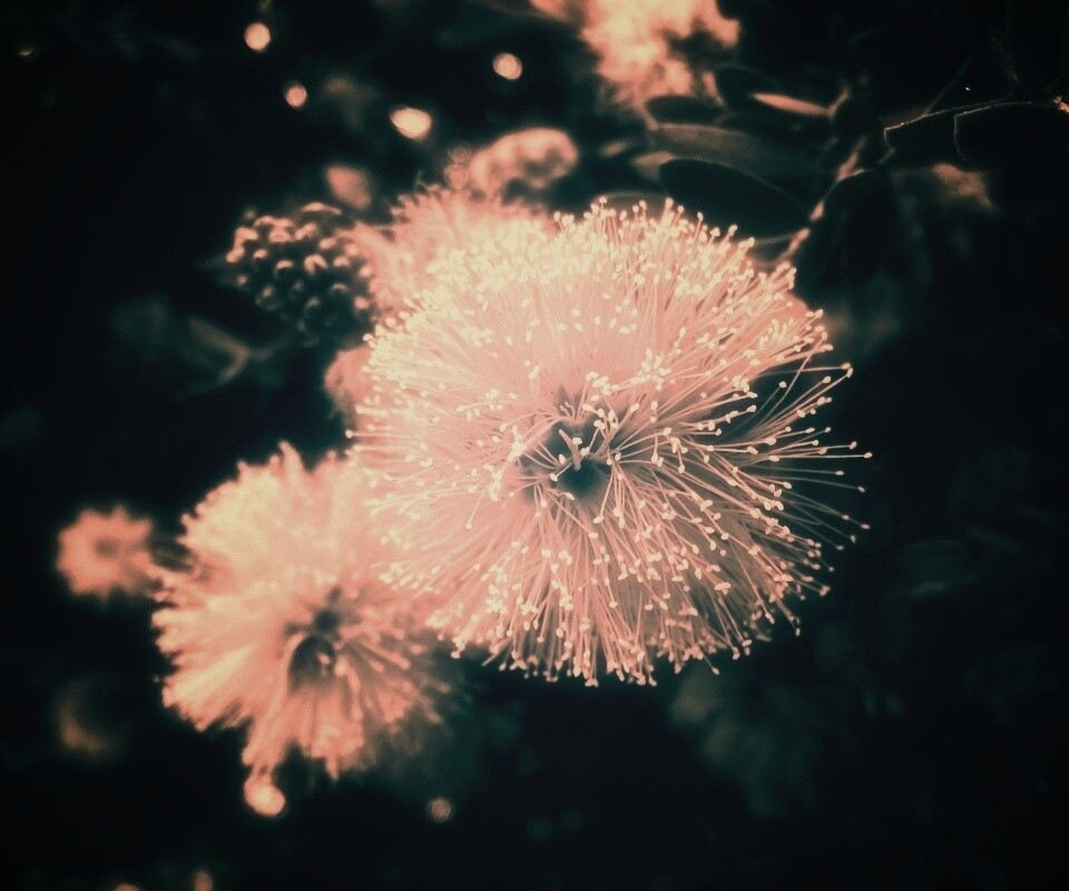 Сказочный цветок обои