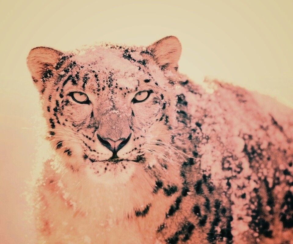 Снежный леопард обои