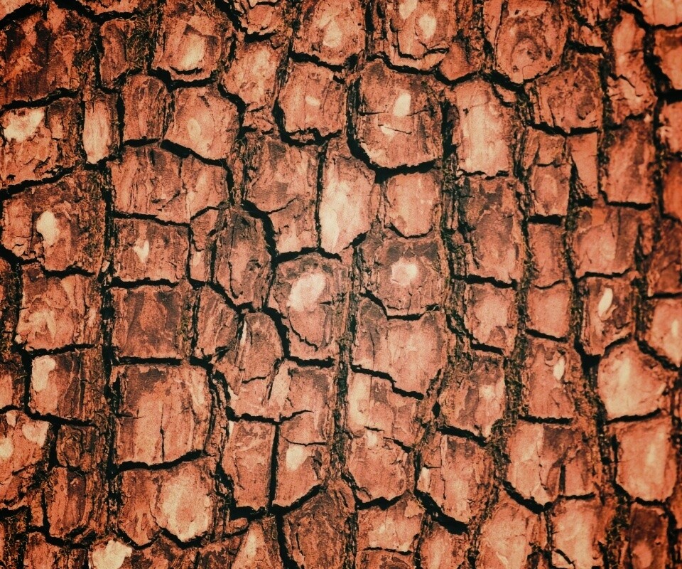 Кора дерева обои