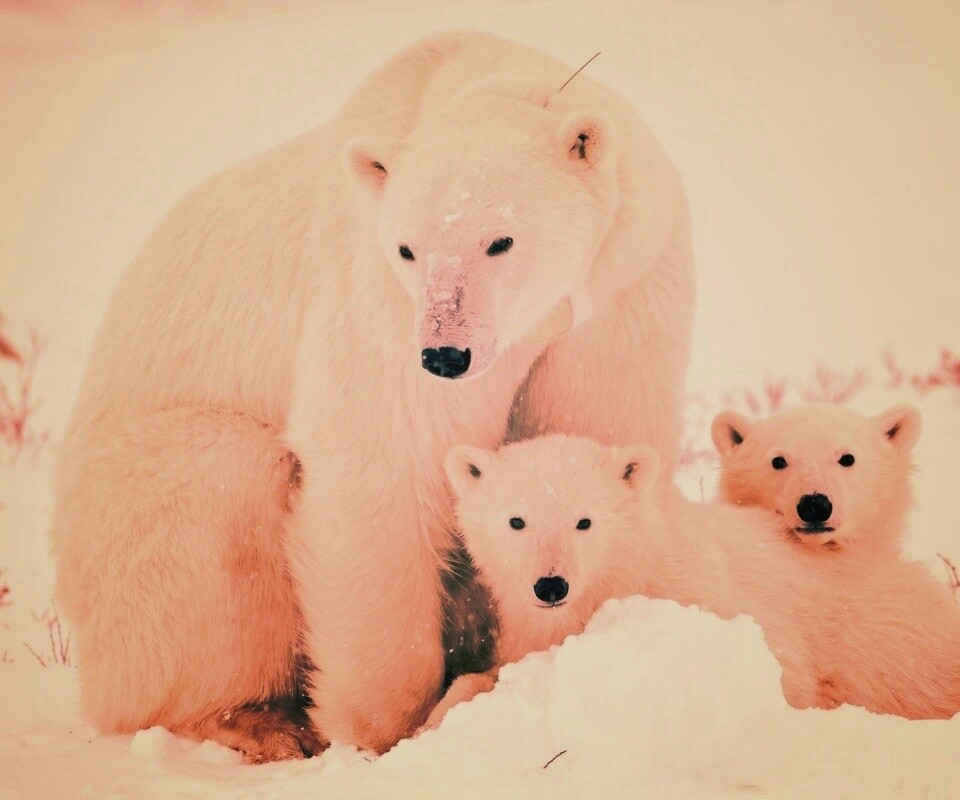 Белые медведи обои