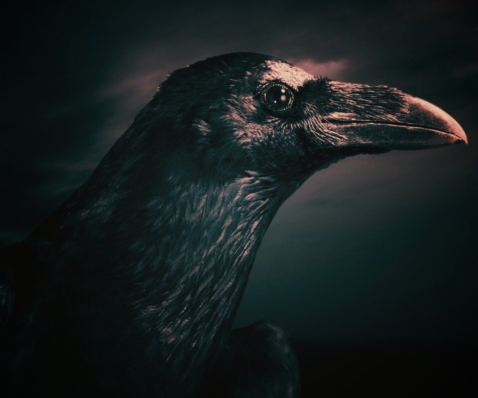Ворон — гордая птица обои