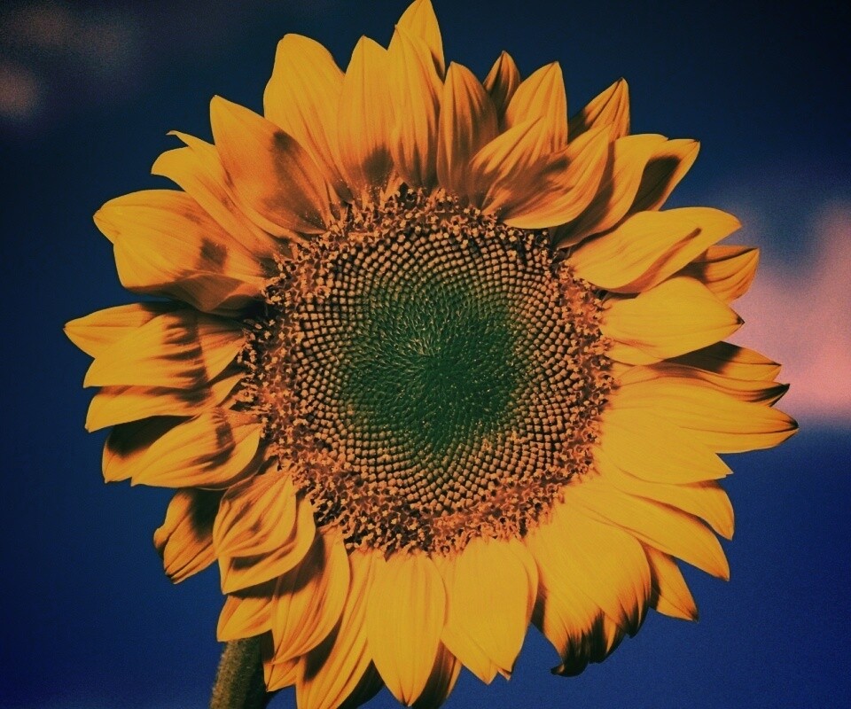 Солнечный цветок обои