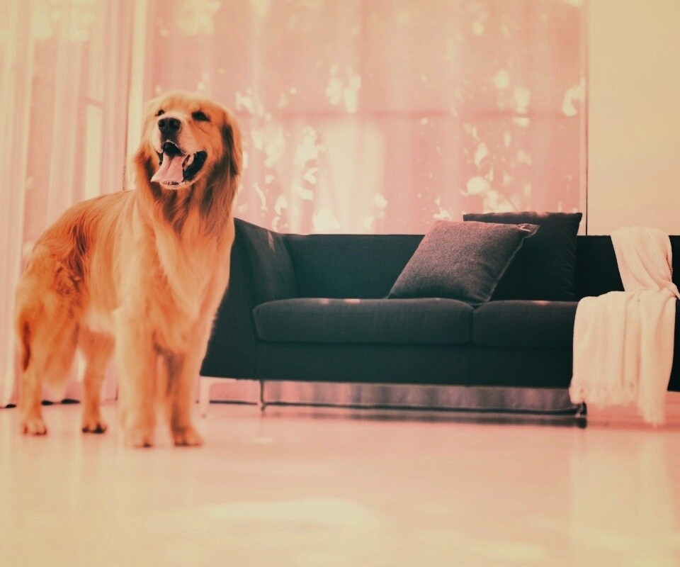 Собачка обои