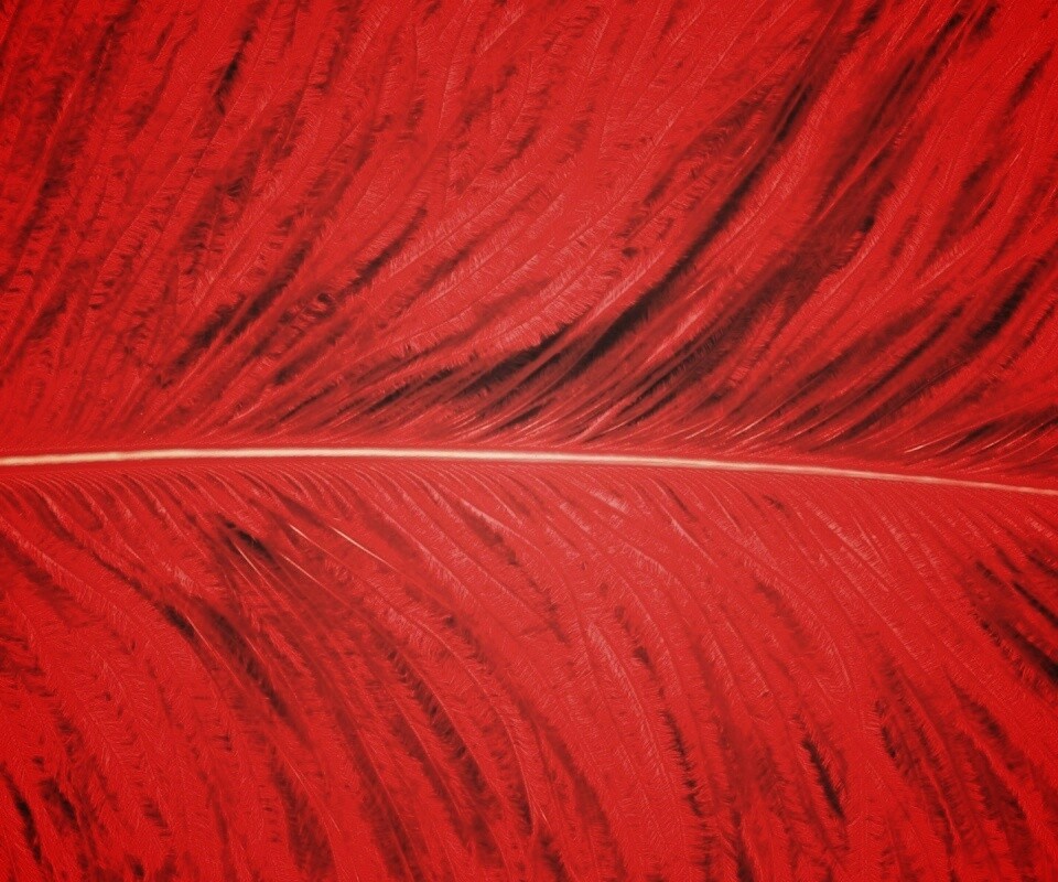 Перо попугая обои