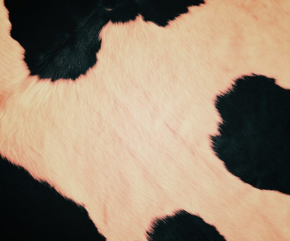 Шкура коровы обои