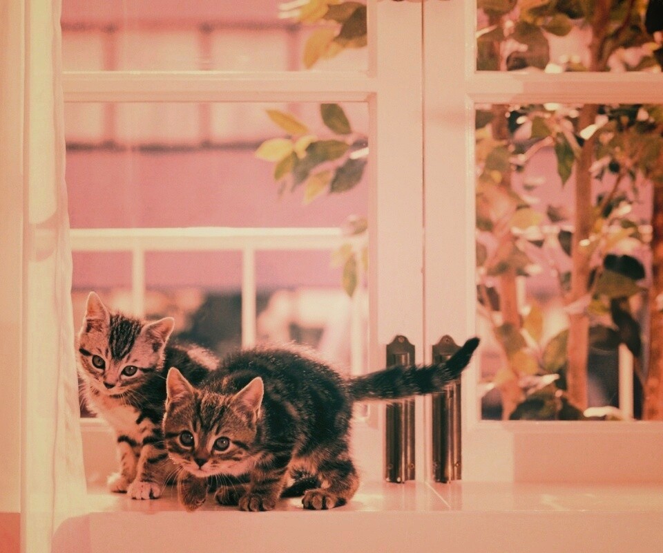 Милые котята обои