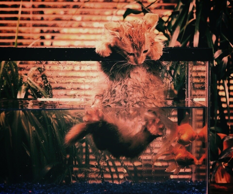 Мокрая киска обои