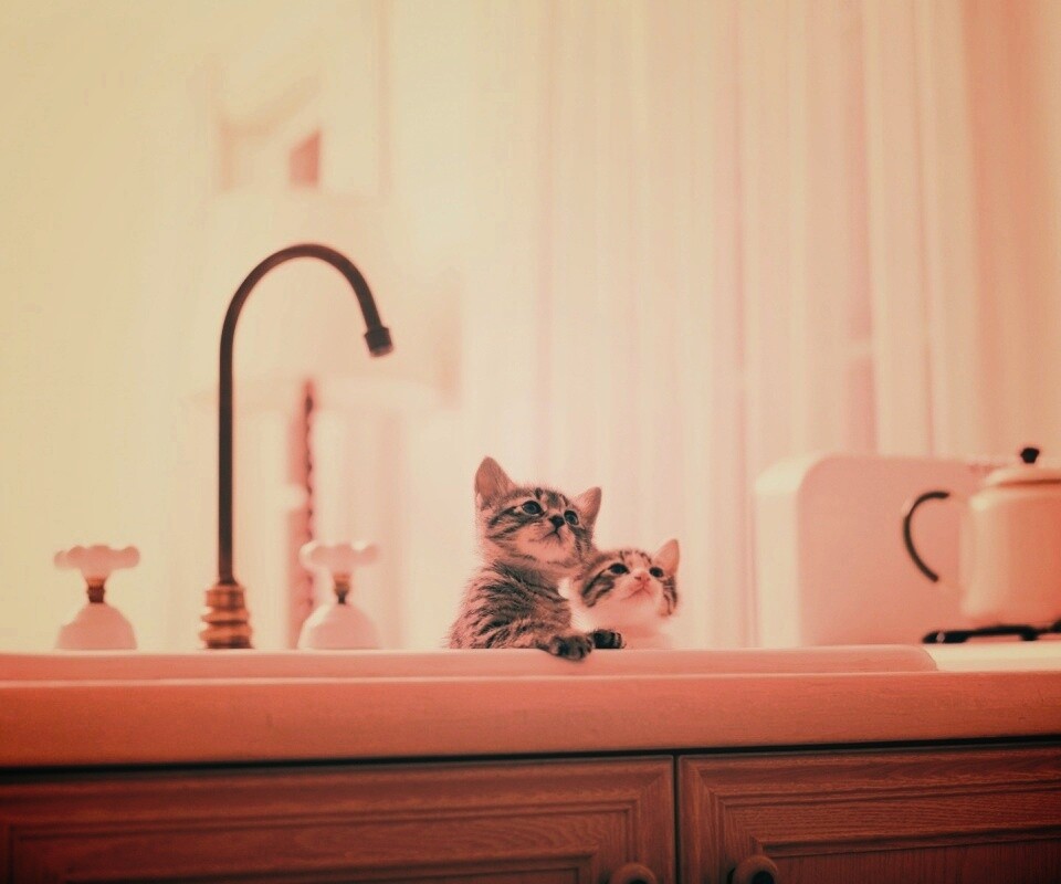 Два котенка обои