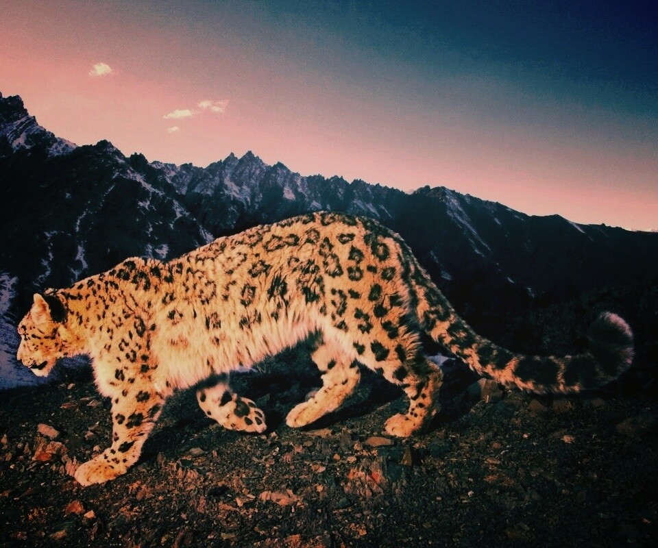 Леопард обои