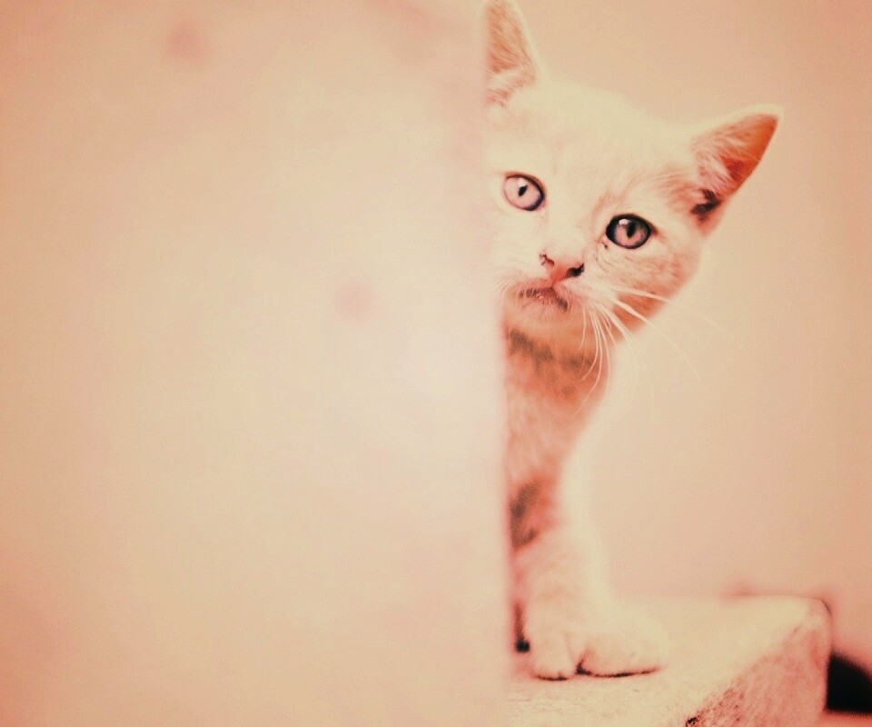 Котик из-за угла обои