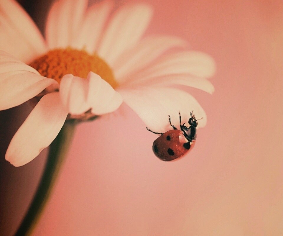 В гости к ромашке обои