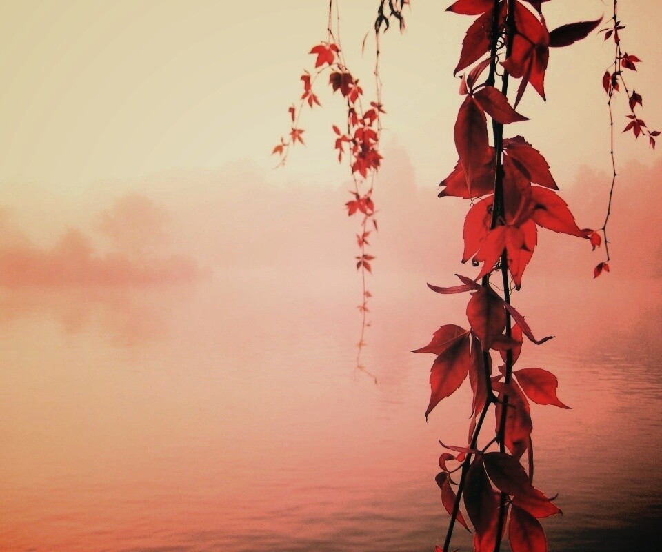 Ветви красного дерева обои