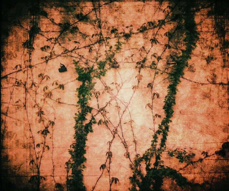 Растение на стене обои