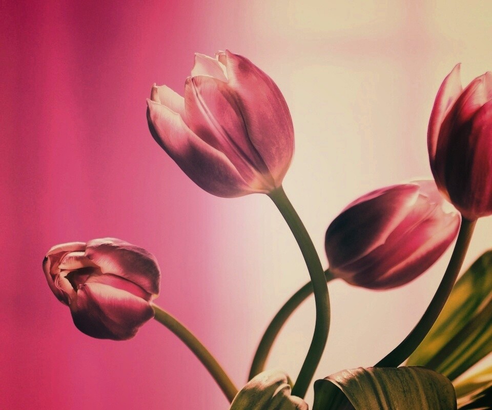 Сиреневые цветы обои