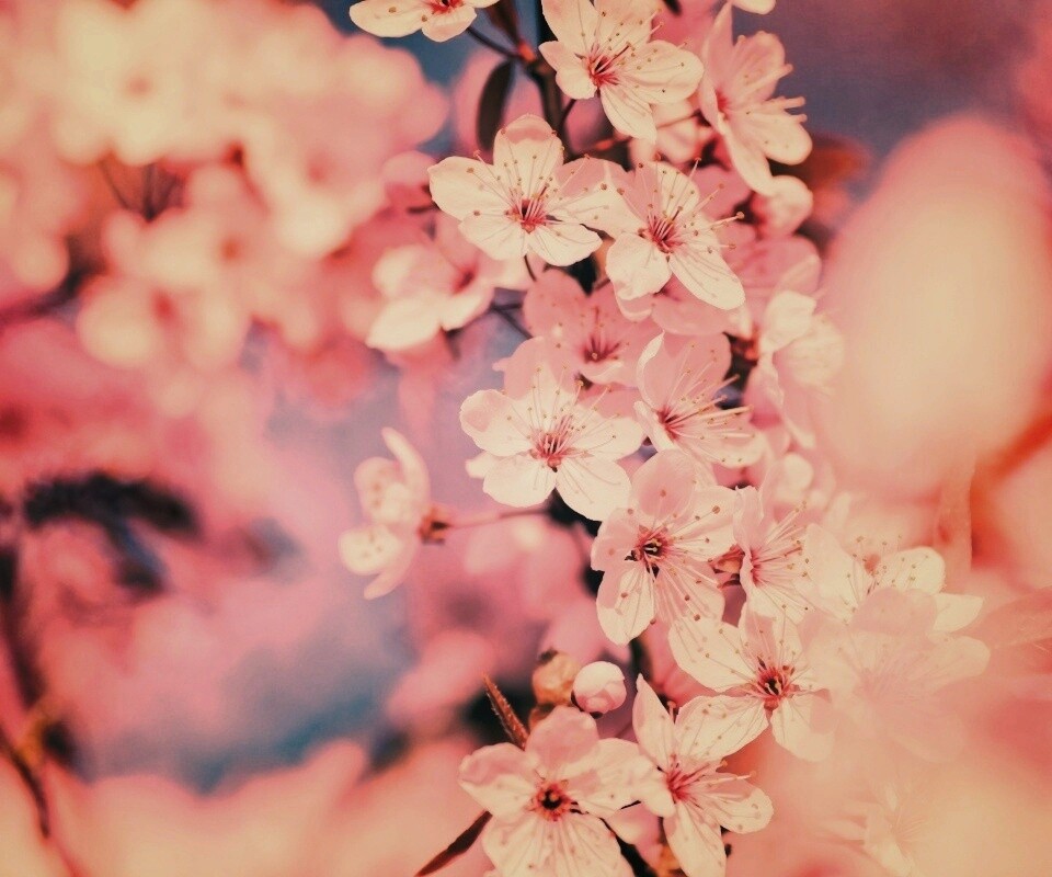 Цветение вишни обои