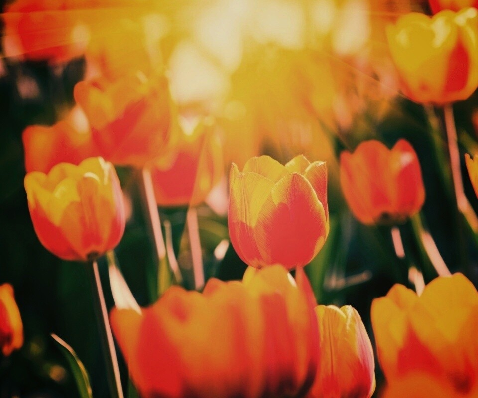 Солнечные тюльпаны обои