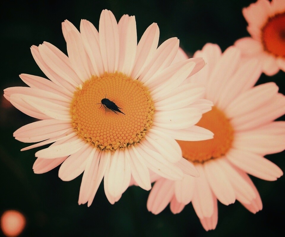 Ромашки обои