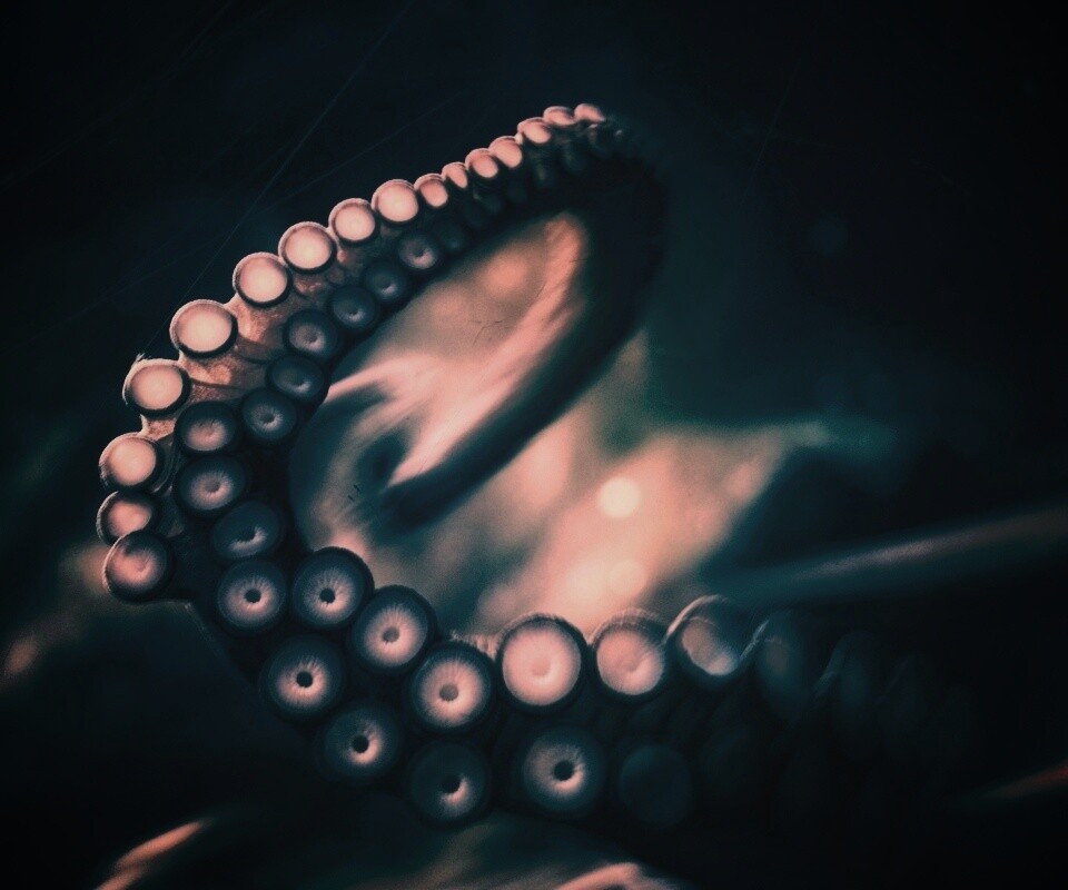 Щупальце обои