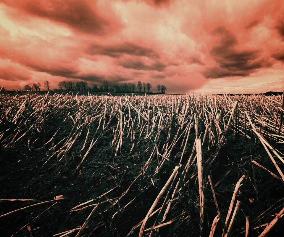 Убранное поле обои