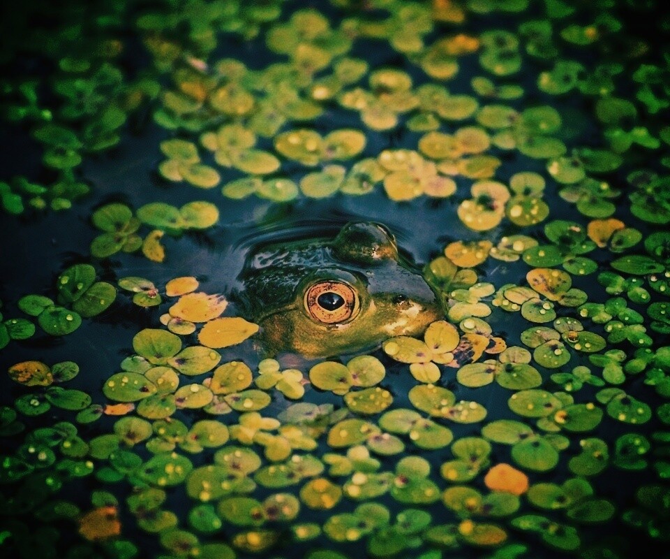 Маленькая лягушка обои