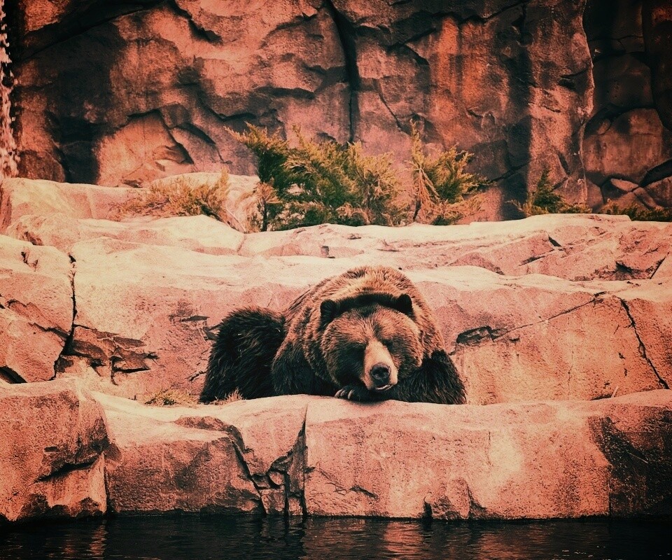 Медведь обои