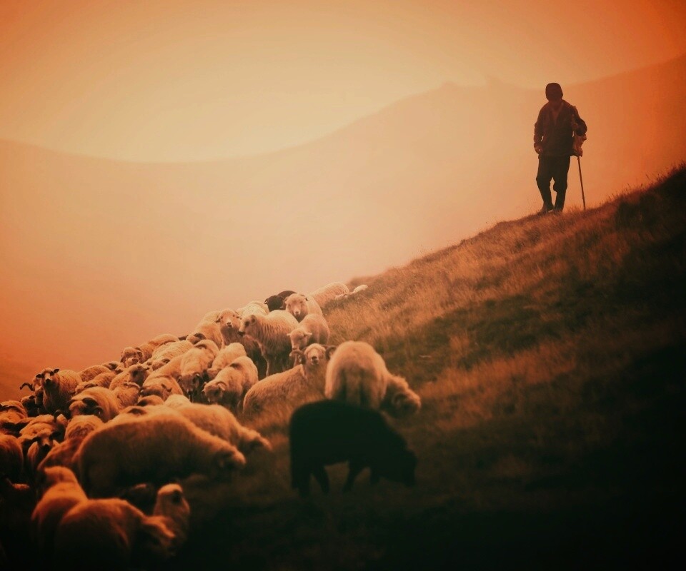 Пастух и стадо обои