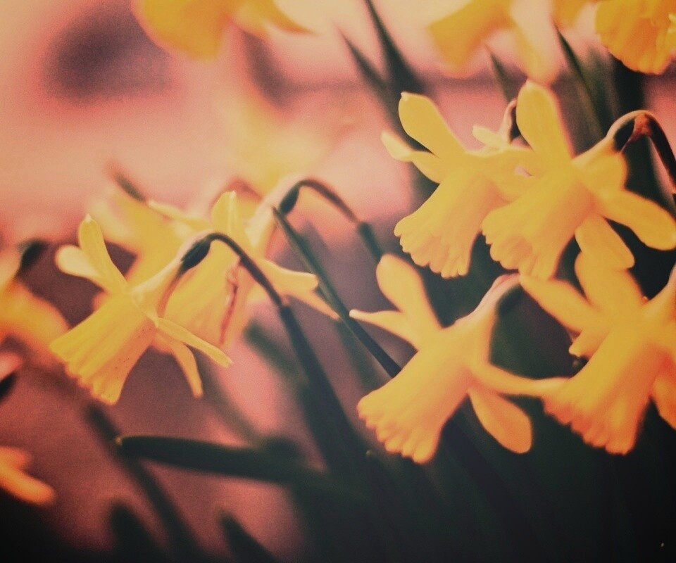 Нарциссы обои