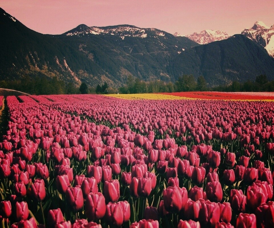 Поле тюльпанов обои