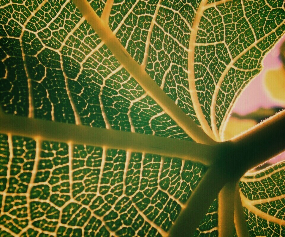 Внутренняя сторона листа обои