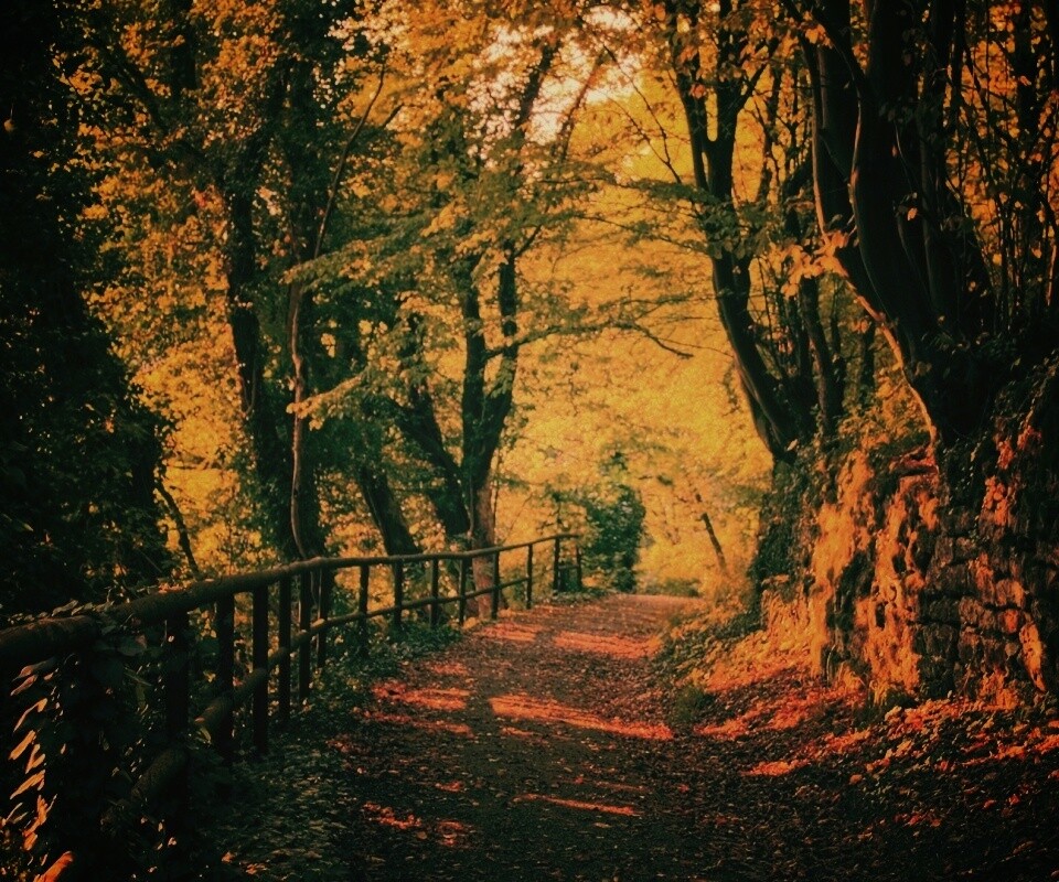 Лесная дорожка обои