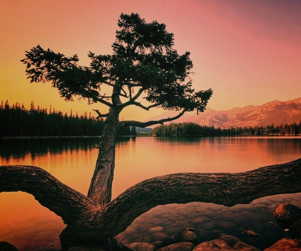 Дерево у горного озера обои