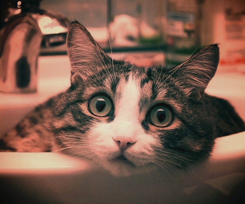 Кошак выглядывает из раковины обои