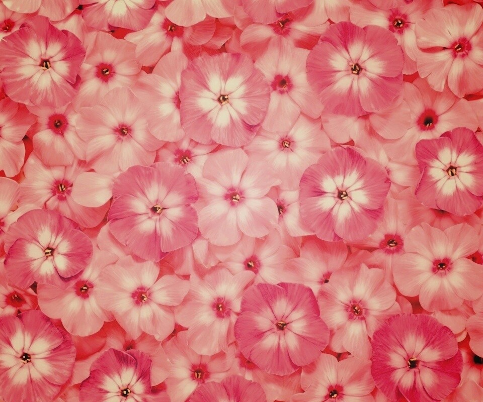 Розовые цветочки обои