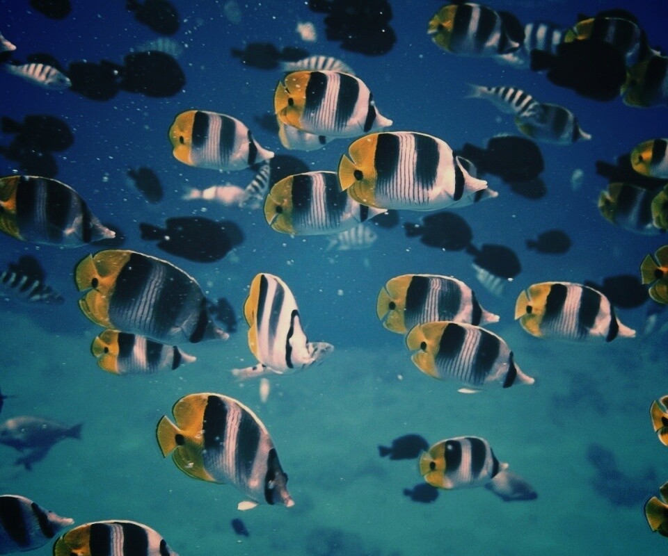 Косяк тропических рыбок обои