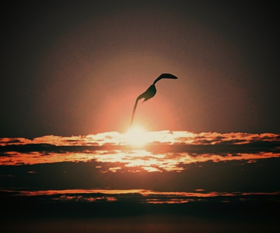 Морская чайка обои