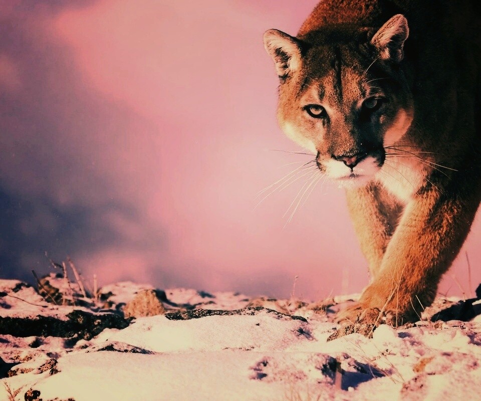 Пума с грозным взглядом обои