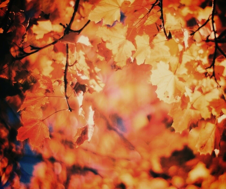 Жёлтые листья обои