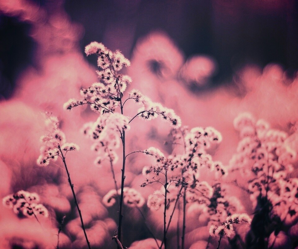 Сиреневые цветы обои