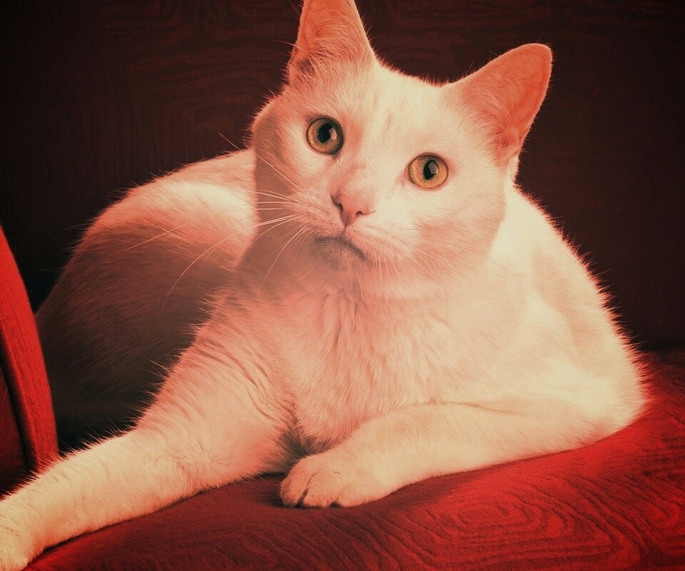Белой кот на красном диване обои