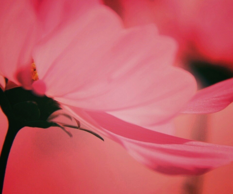 Розовый цветок обои