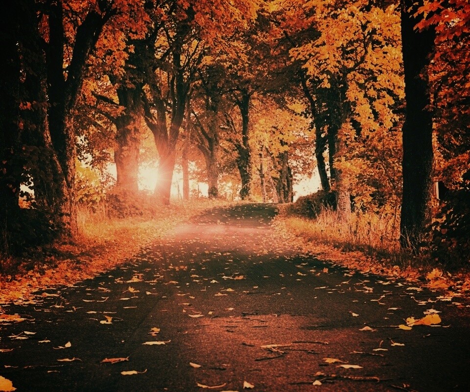 Дорога в осеннем парке обои