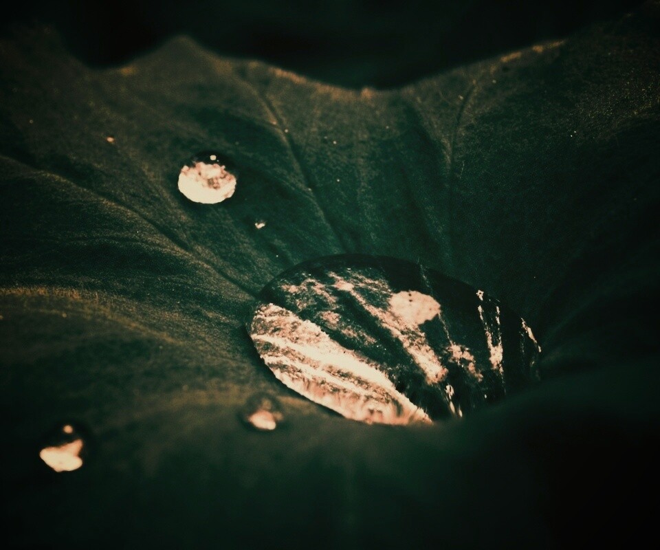 Капля в листе обои