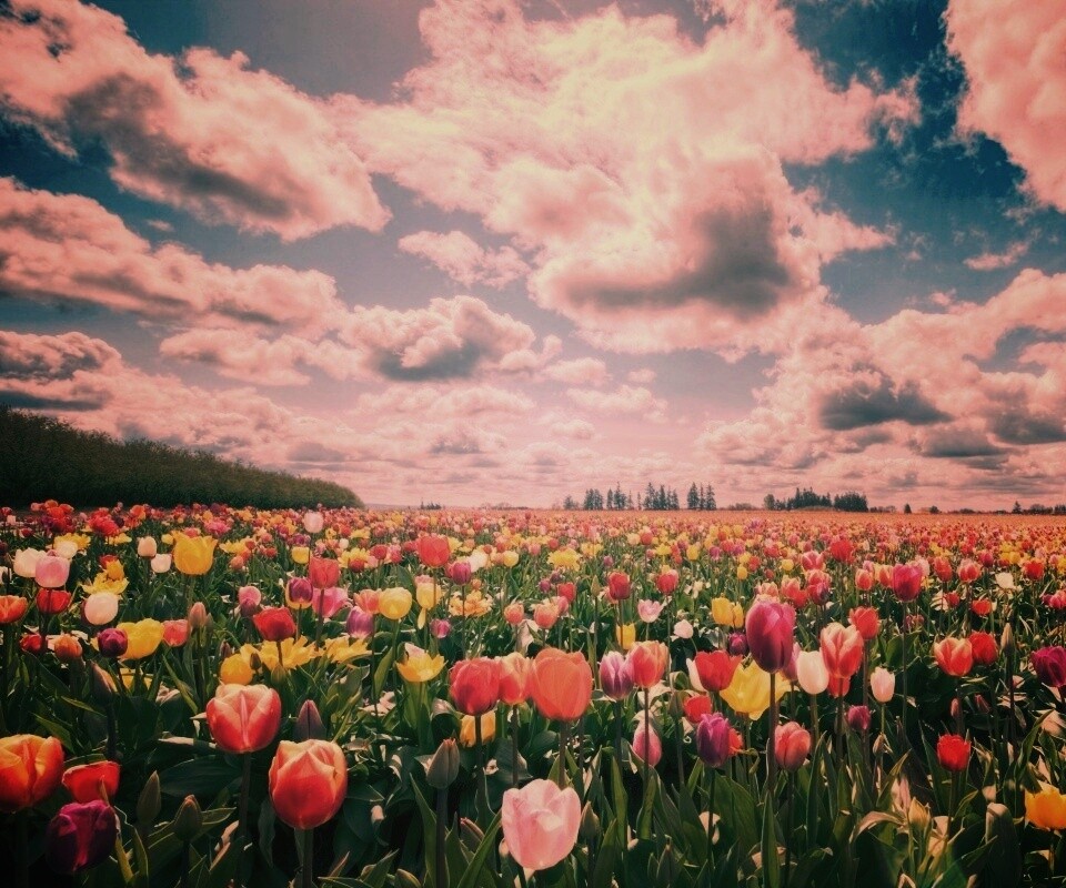 Поле тюльпанов обои