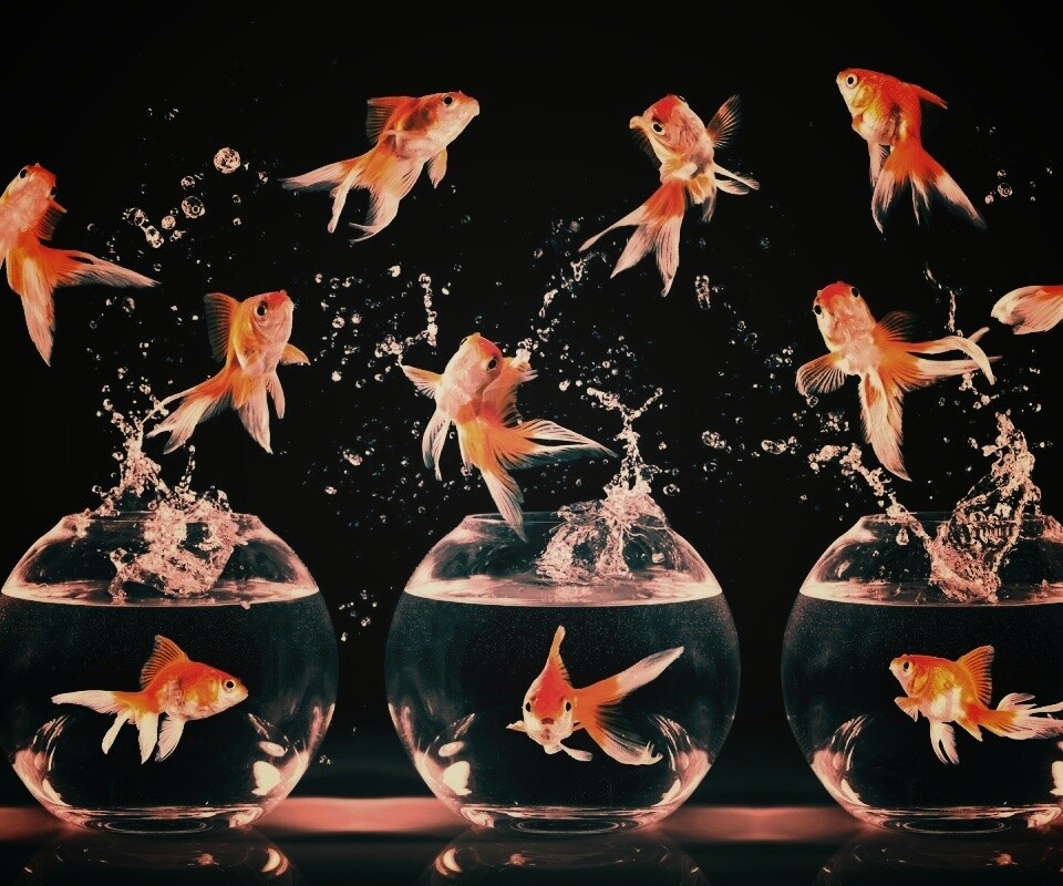 Аквариумы жонглируют рыбами обои